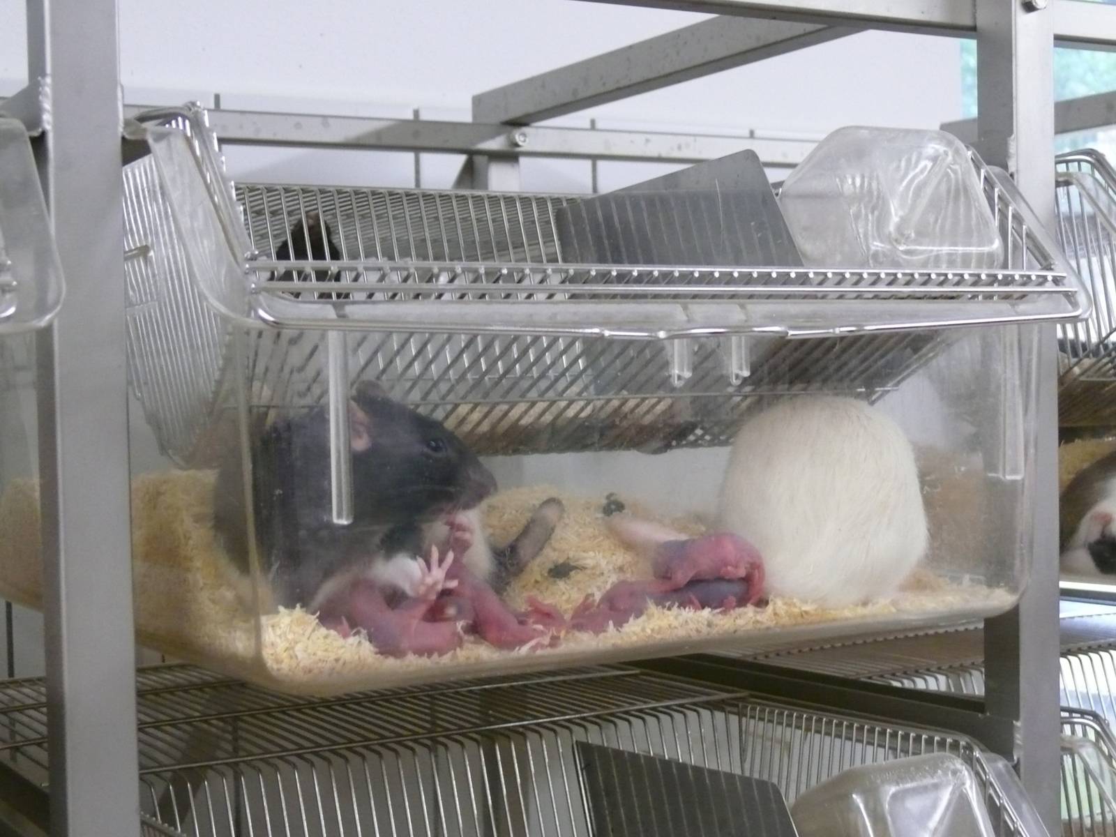 Rostock Zoo - July 2007