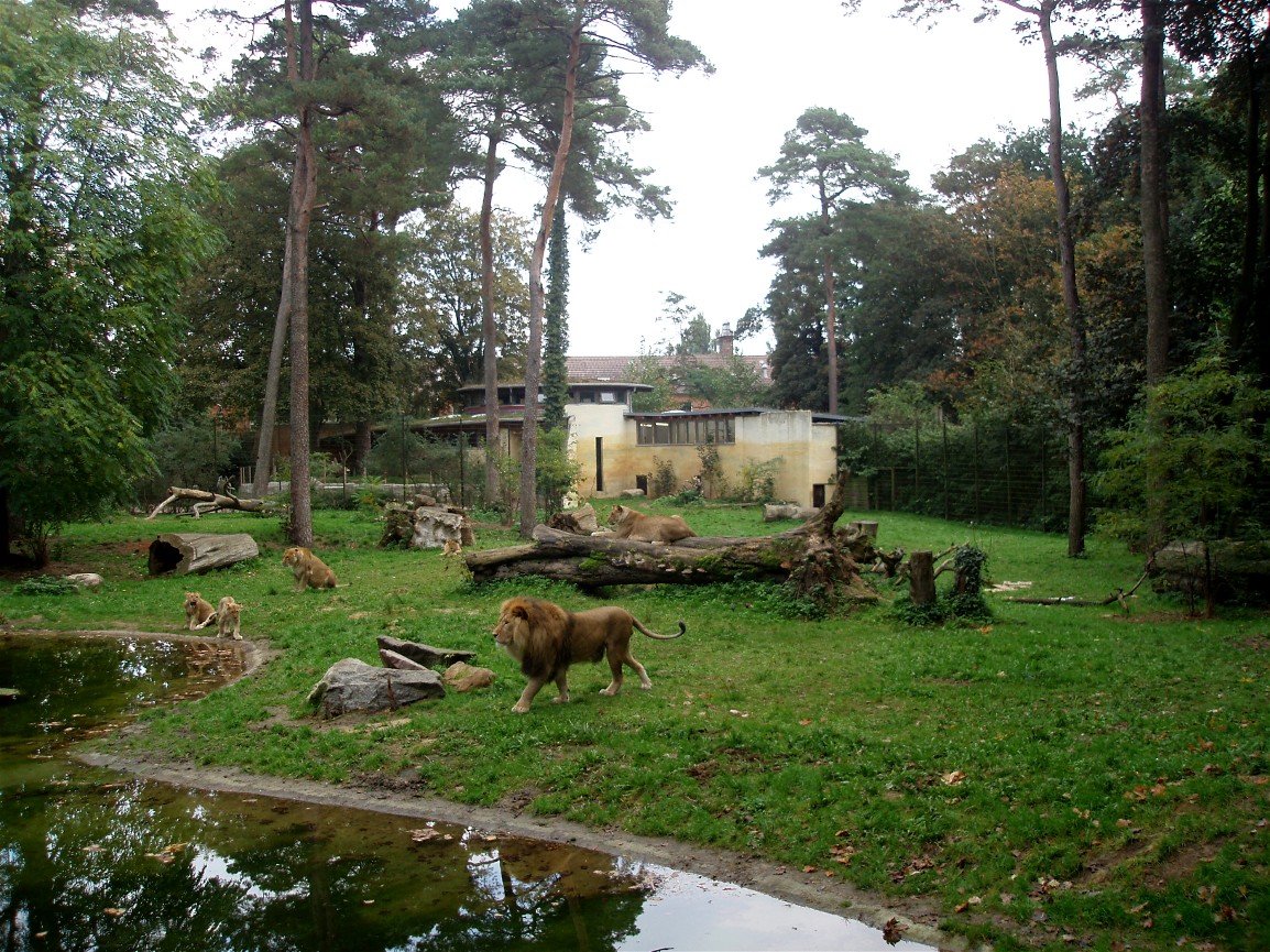 Rostock Zoo - Lion enclosure