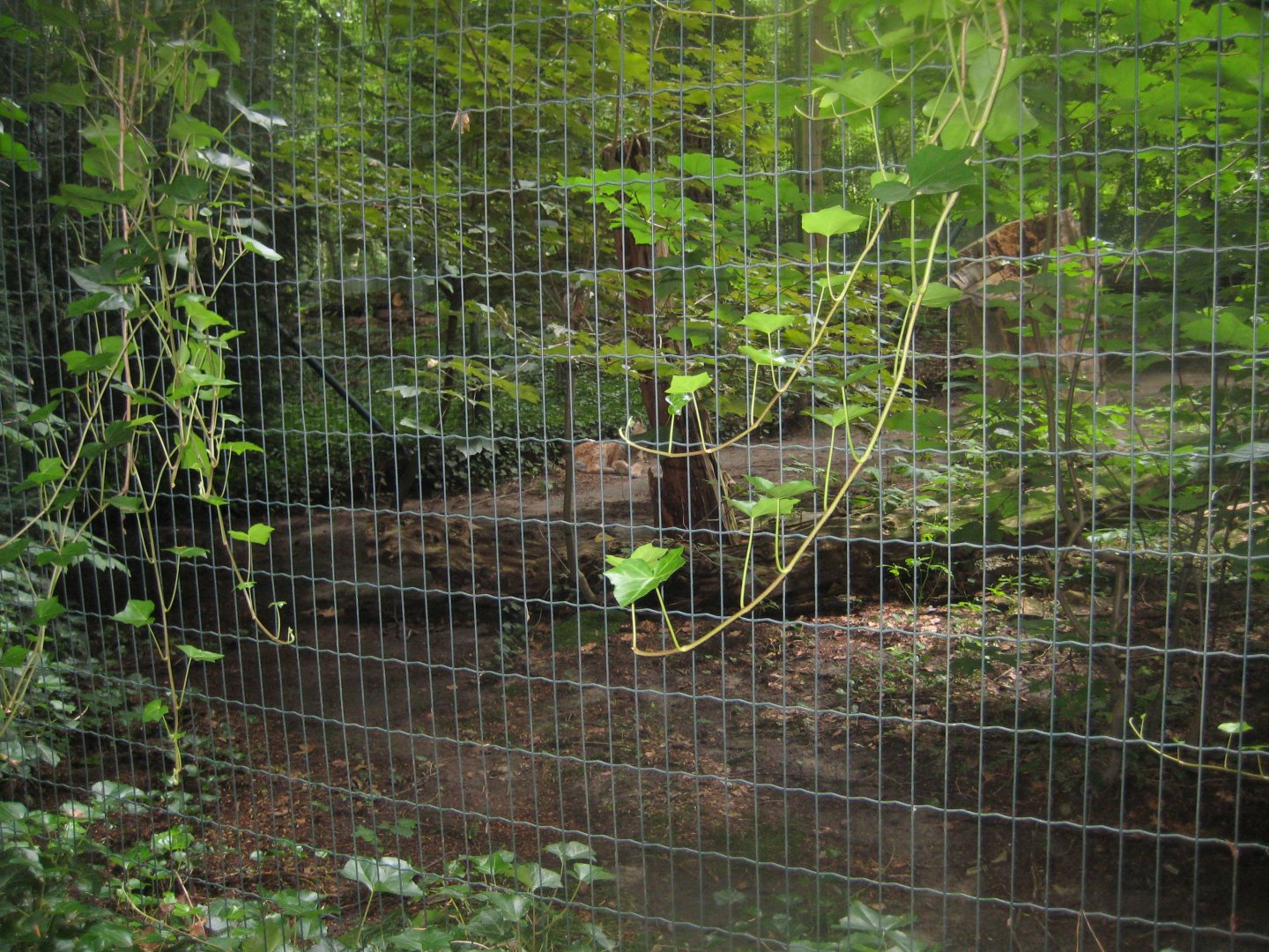 Rostock Zoo - Lynx exhibit