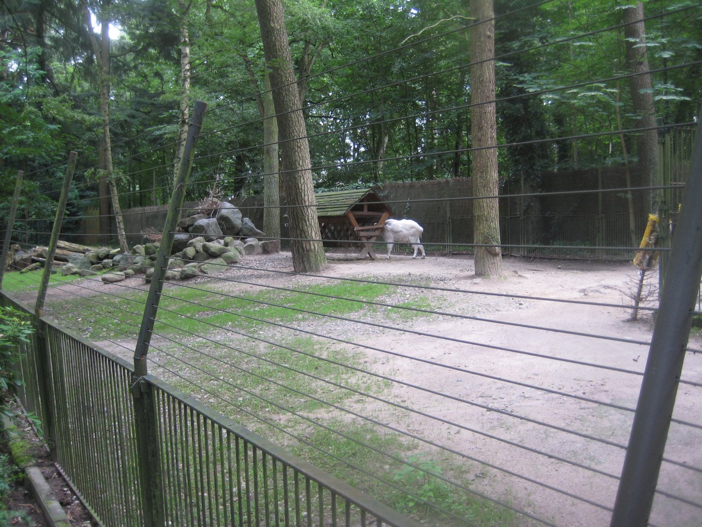 Rostock Zoo - Mountain goat exhibit