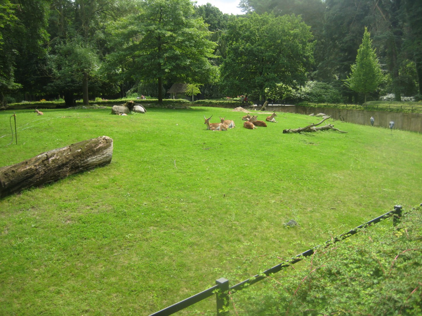 Rostock Zoo - Old hoofstock exhibit
