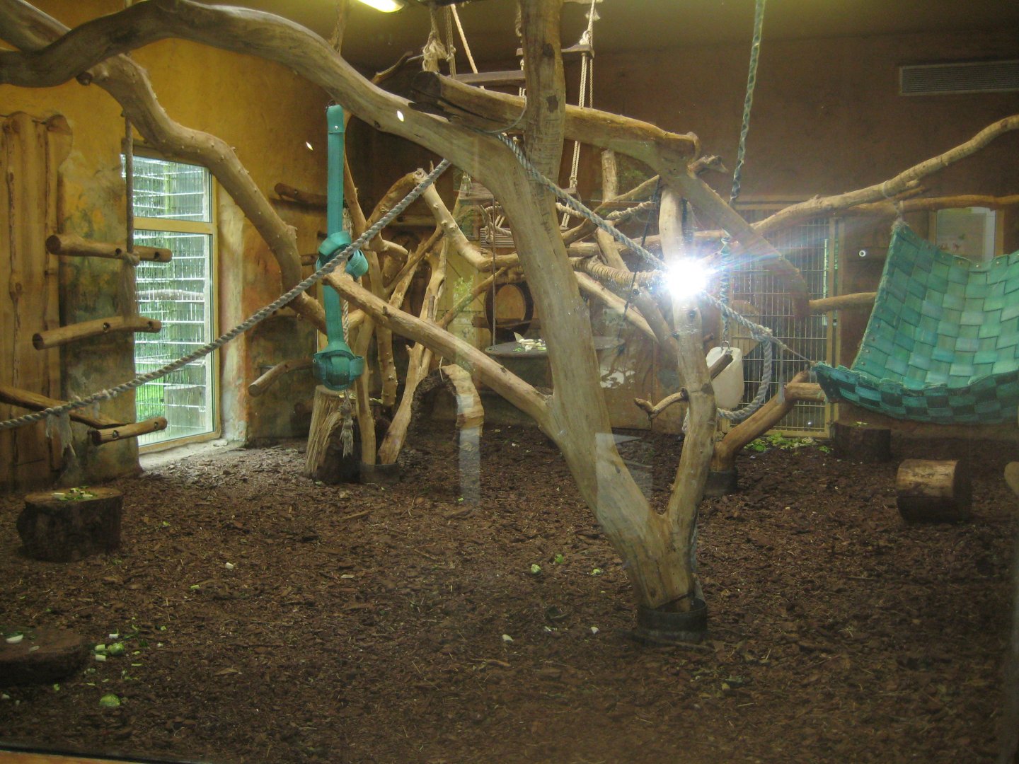 Rostock Zoo - Old World monkey house - Macaque exhibit