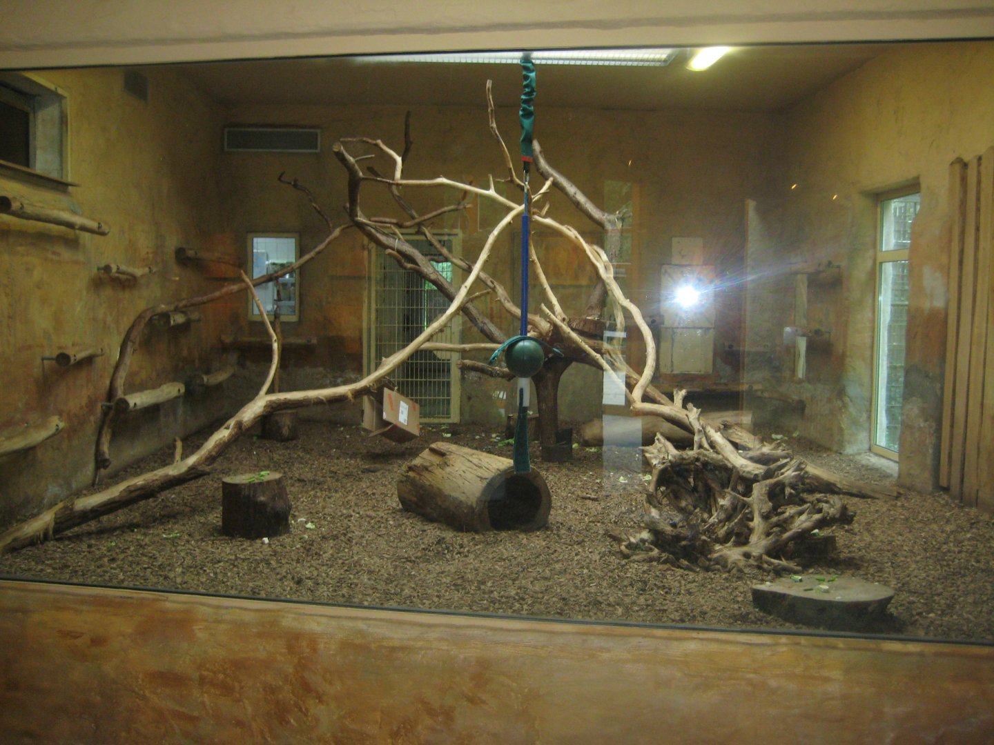 Rostock Zoo - Old World monkey house - Patas monkey exhibit