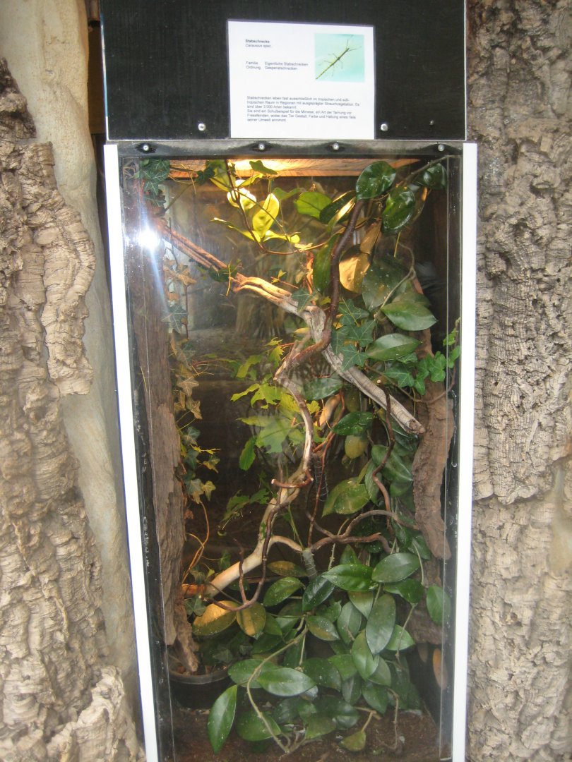 Rostock Zoo - Old World monkey house - Stick insect exhibit