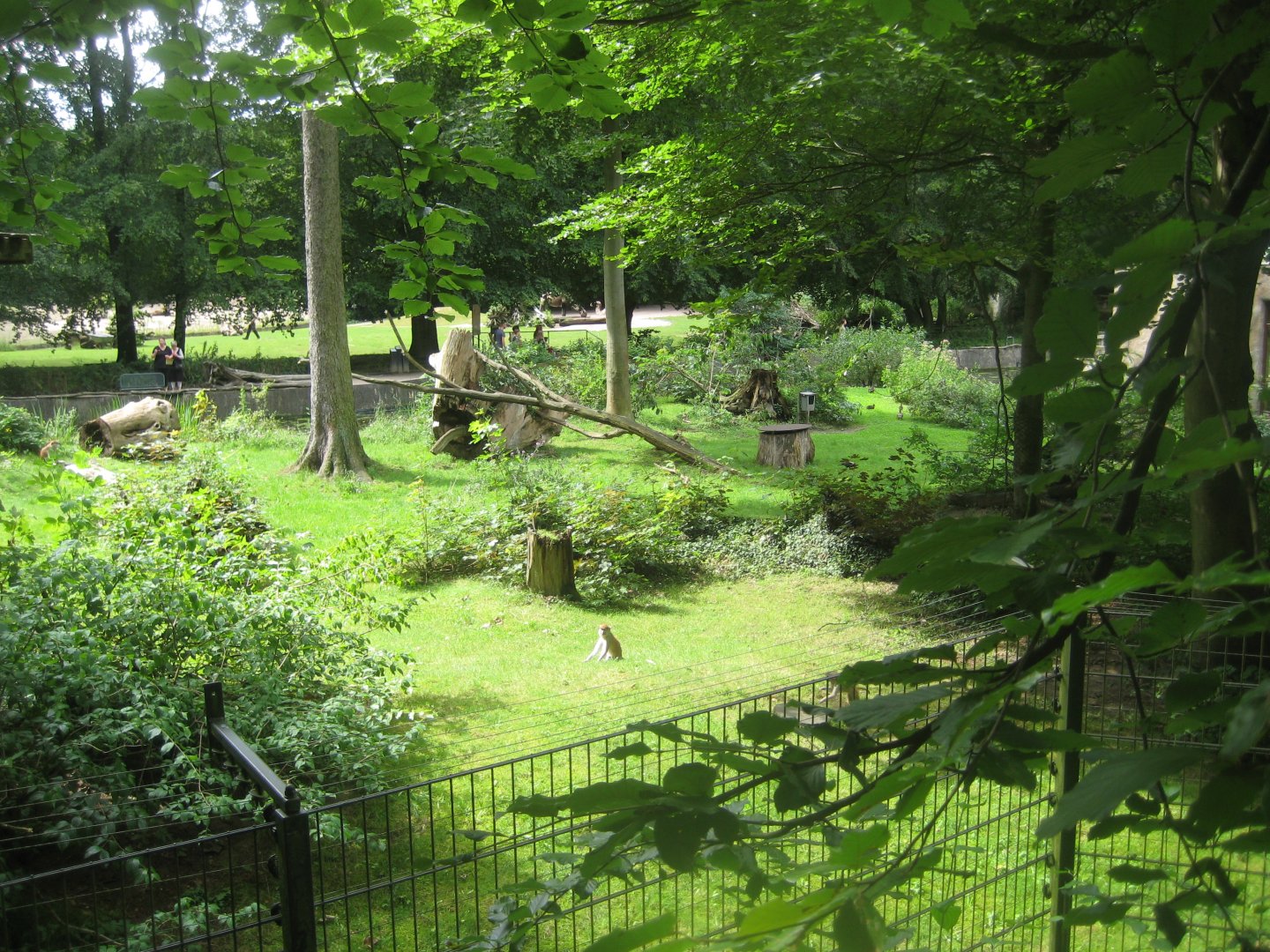 Rostock Zoo - Patas monkey exhibit