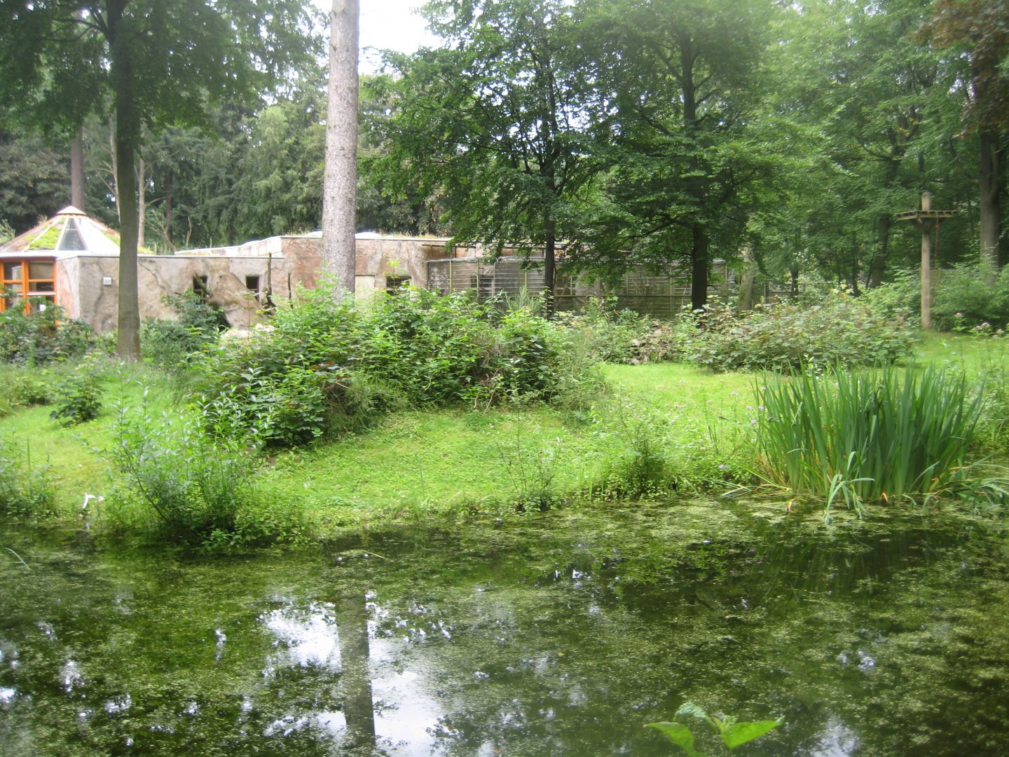 Rostock Zoo - Patas monkey exhibit