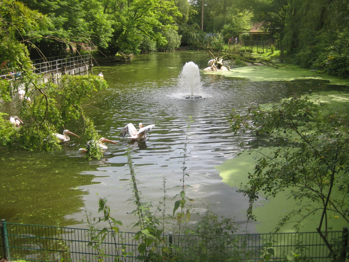 Rostock Zoo - Pelican exhibit