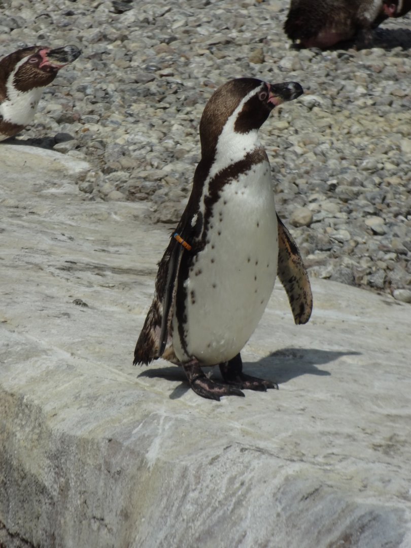 Rostock Zoo - Penguin