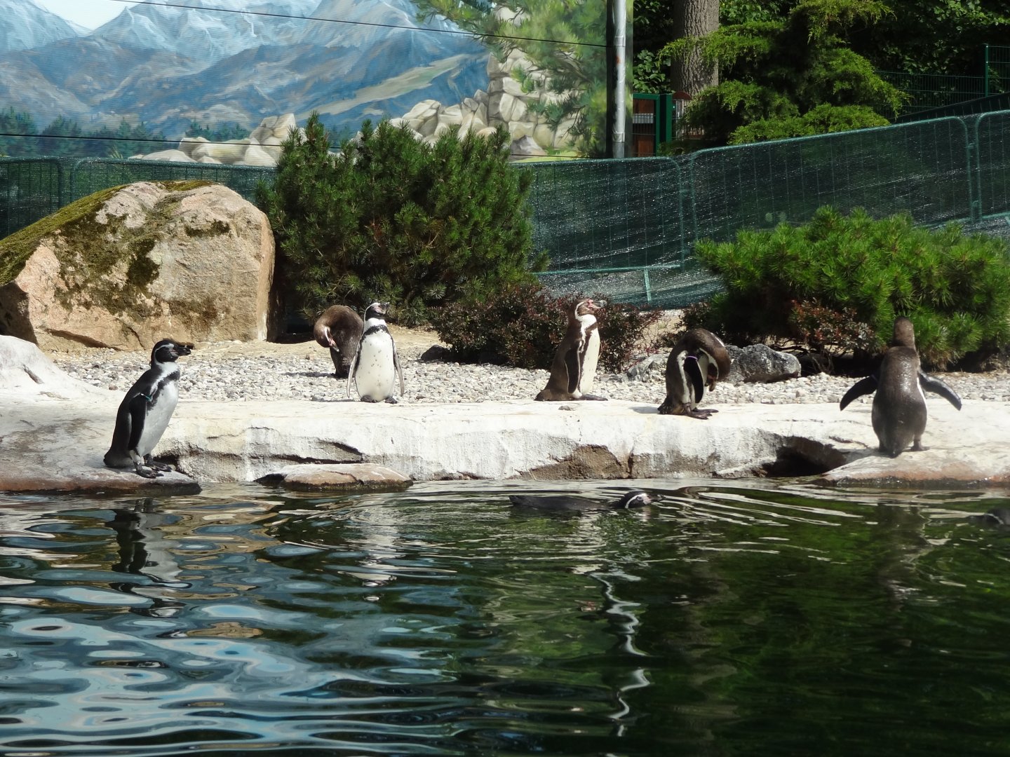 Rostock Zoo - Penguin