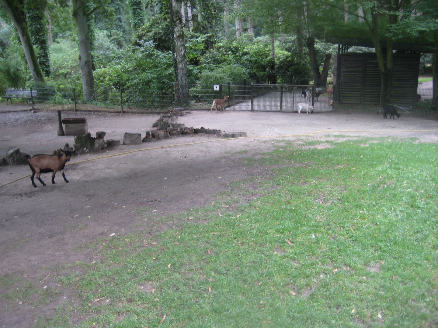 Rostock Zoo - Petting zoo - Goat pen
