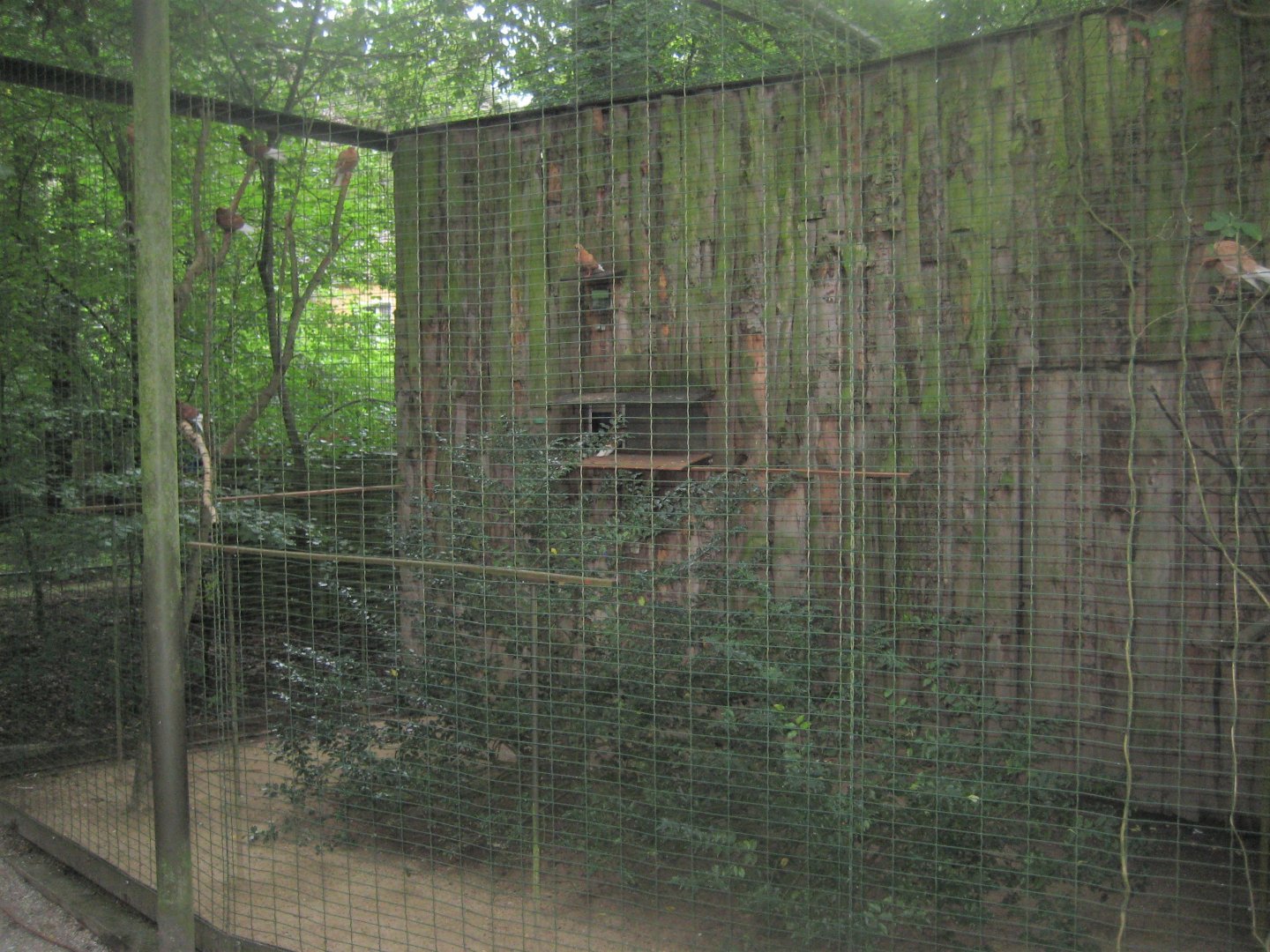 Rostock Zoo - Pigeon aviary