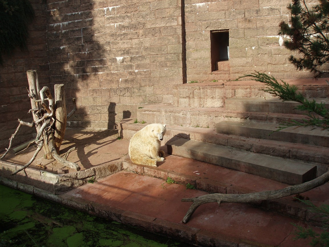 Rostock Zoo - Polar bear