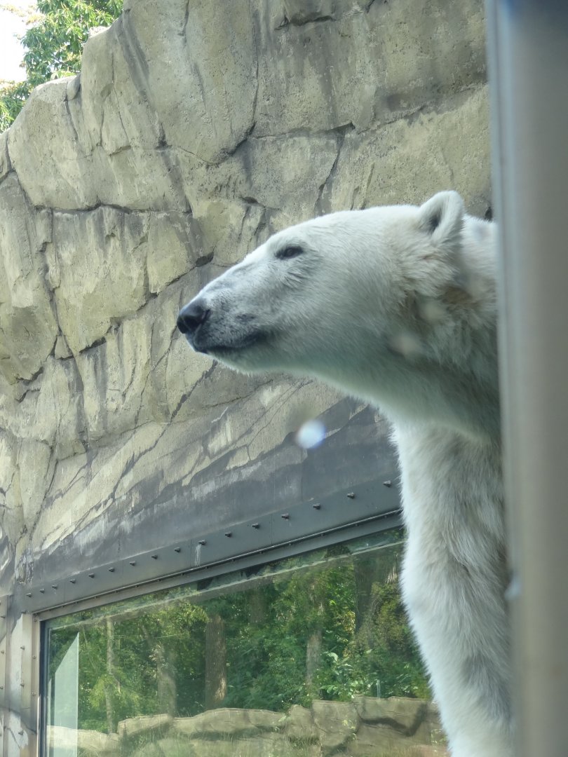 Rostock Zoo - Polar Bear