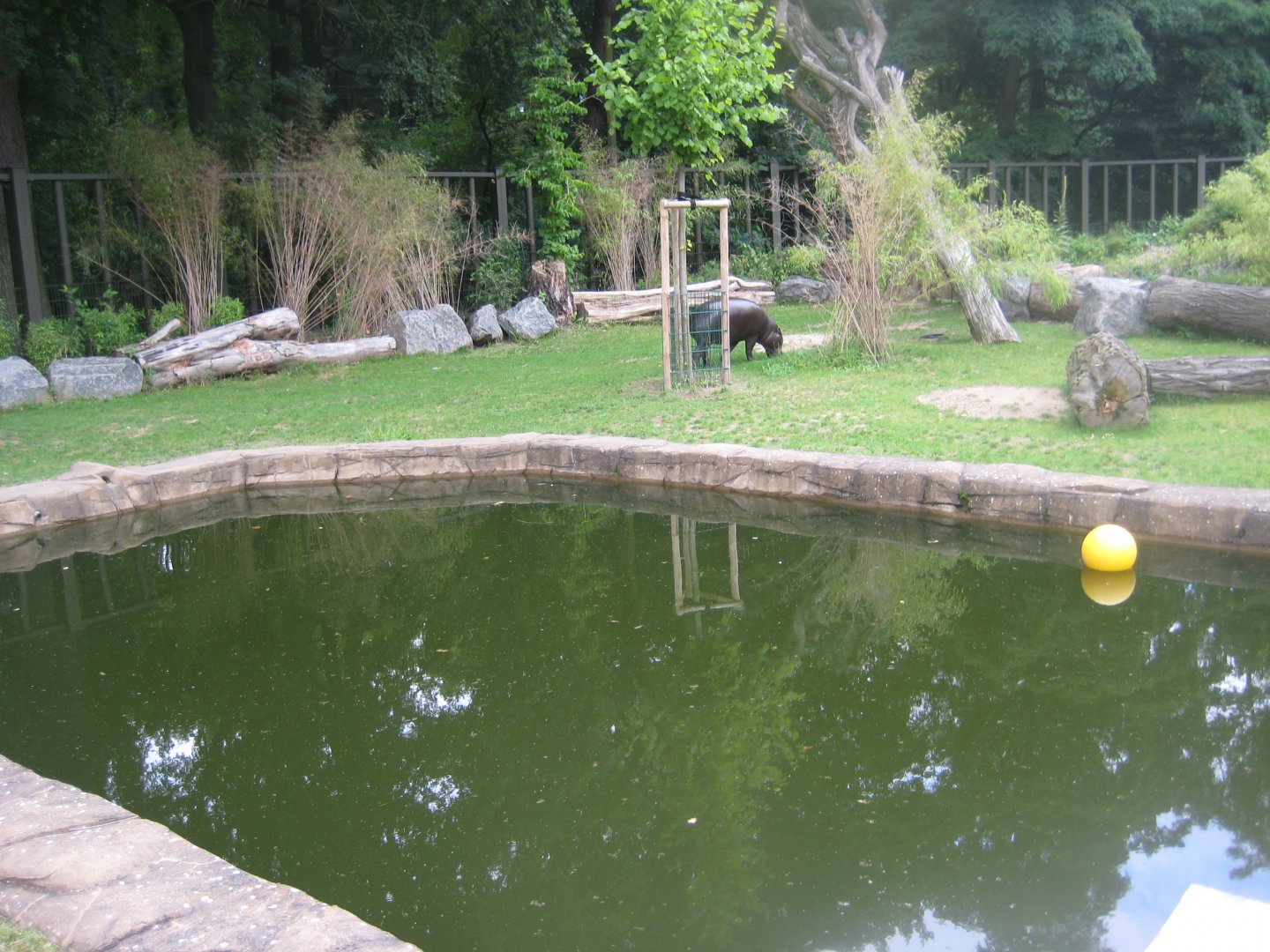 Rostock Zoo - Pygmy hippo exhibit