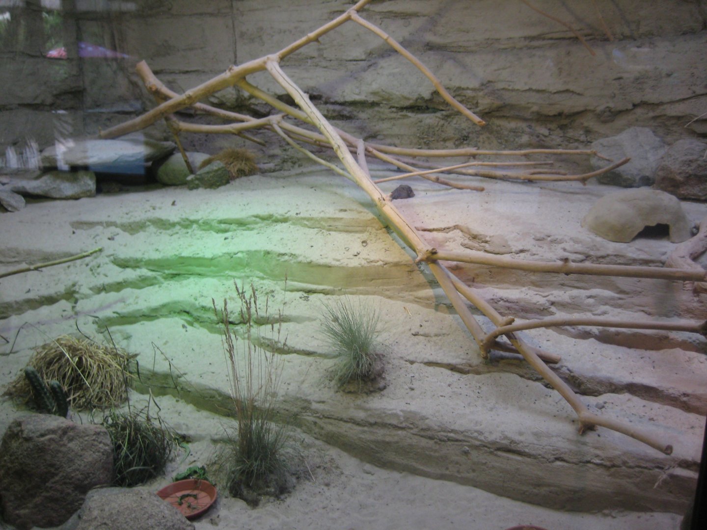 Rostock Zoo - Pygmy hippo house - Elephant shrew exhibit