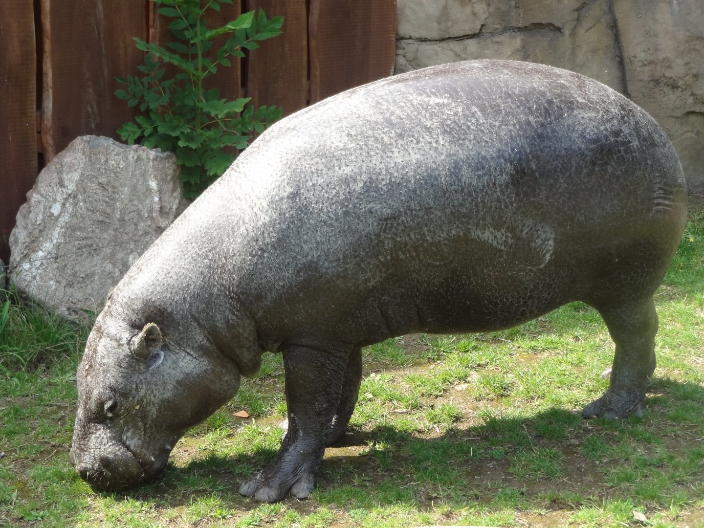 Rostock Zoo - Pygmy Hippo