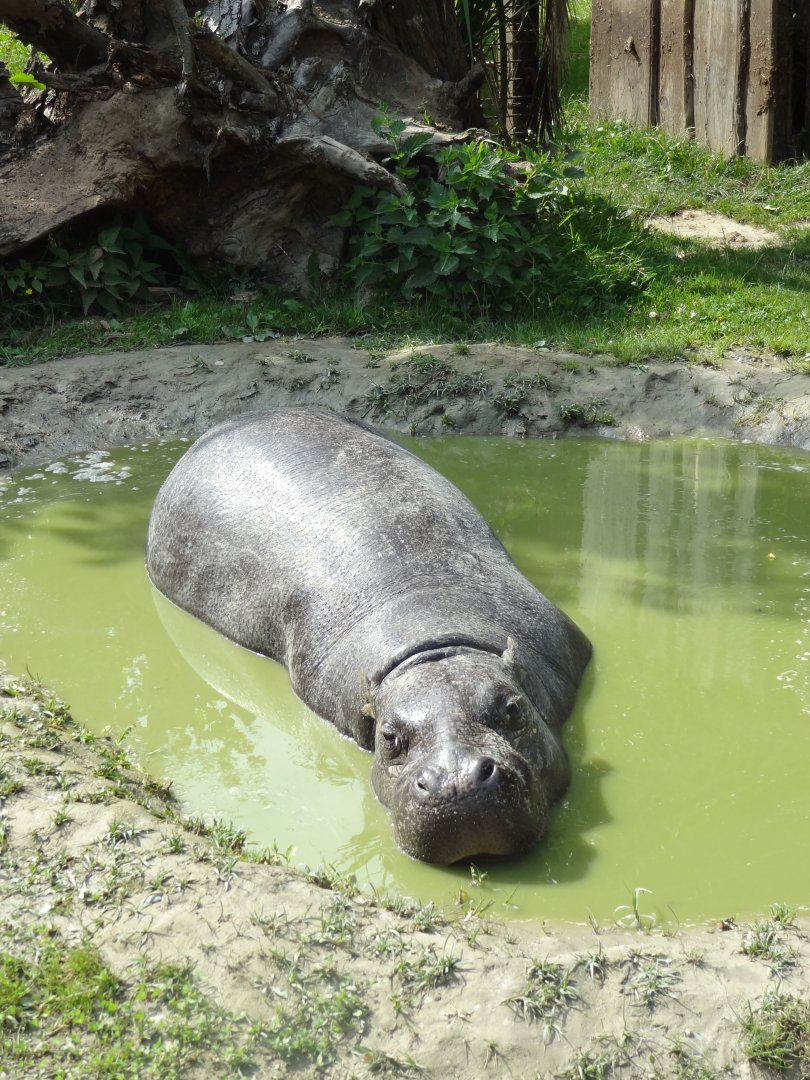 Rostock Zoo - Pygmy Hippo