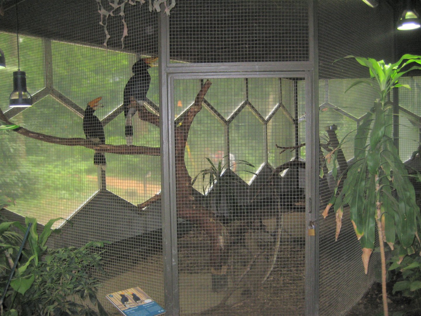 Rostock Zoo - Rainforest Pavilion - Hornbill aviary