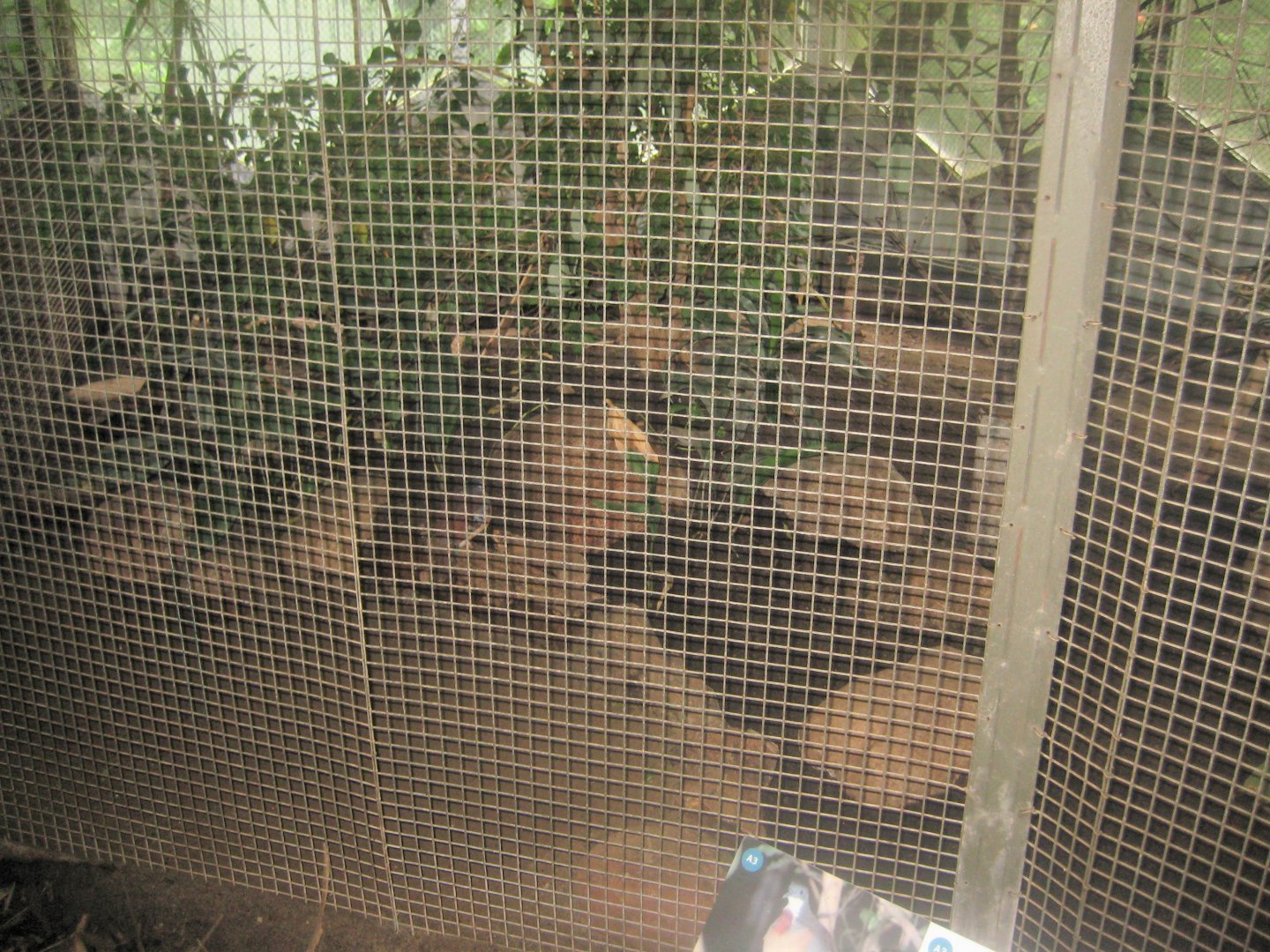 Rostock Zoo - Rainforest Pavilion - Mixed aviary