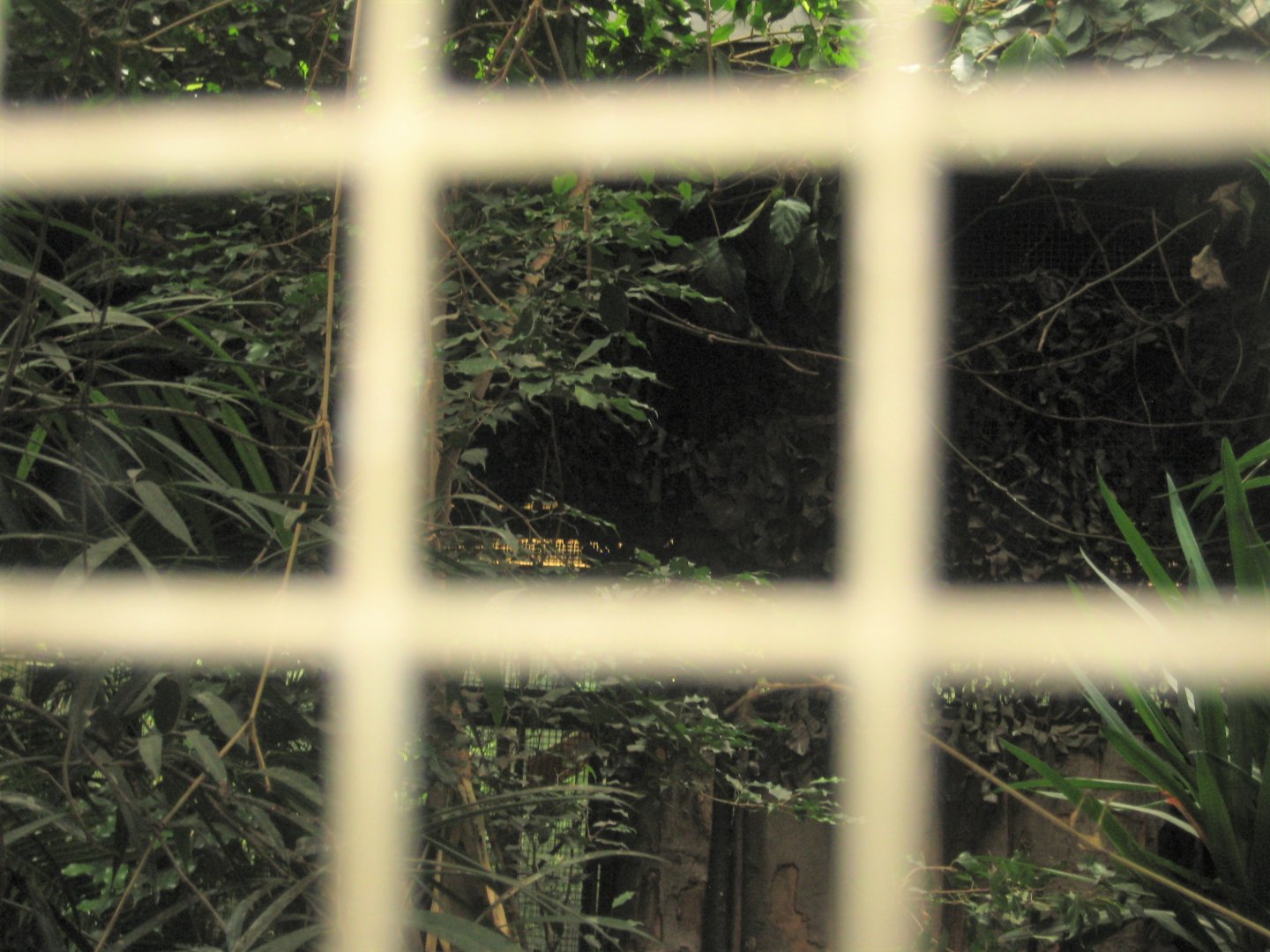 Rostock Zoo - Rainforest Pavilion - Mixed aviary