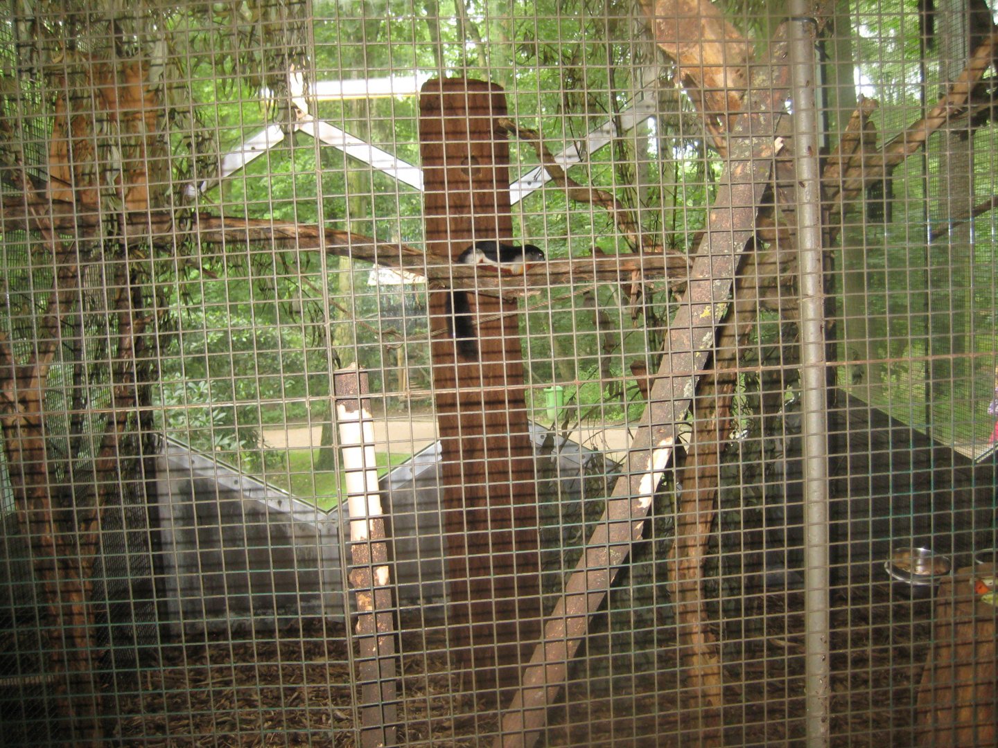 Rostock Zoo - Rainforest Pavilion - Squirrel exhibit #1