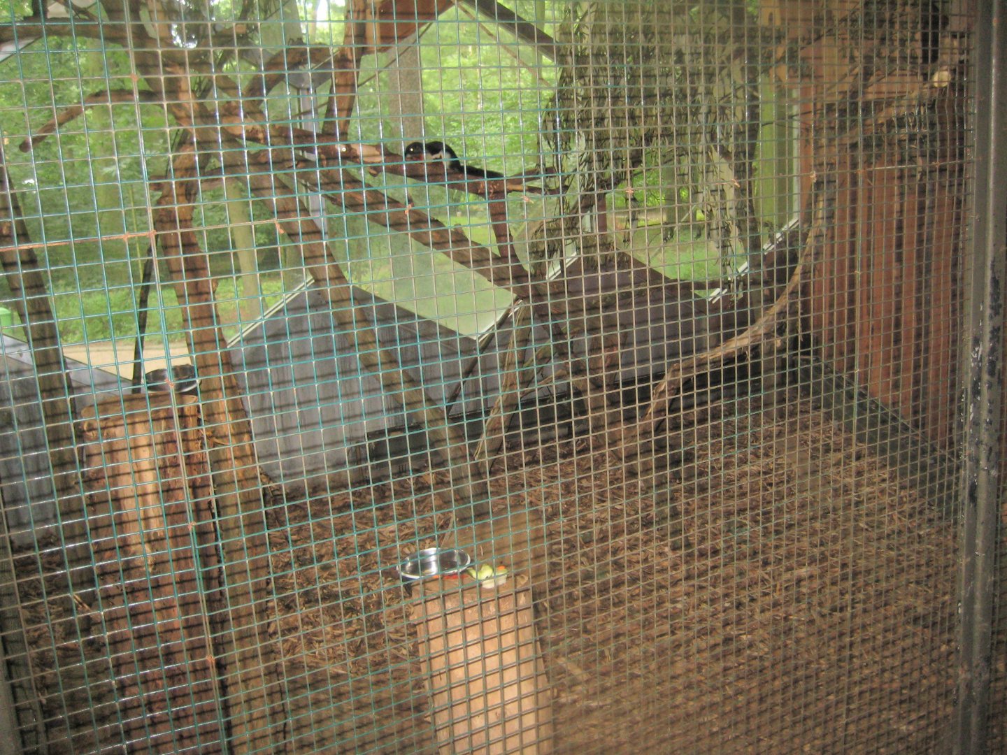 Rostock Zoo - Rainforest Pavilion - Squirrel exhibit #2