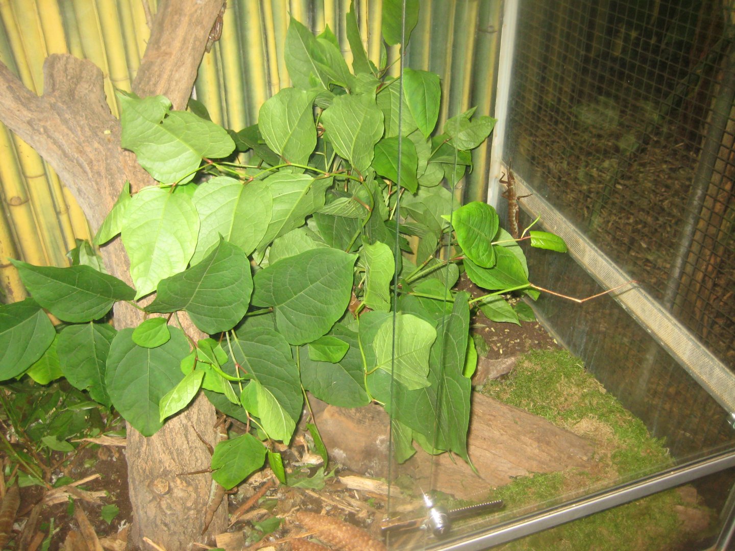 Rostock Zoo - Rainforest Pavilion - Stick insect exhibit