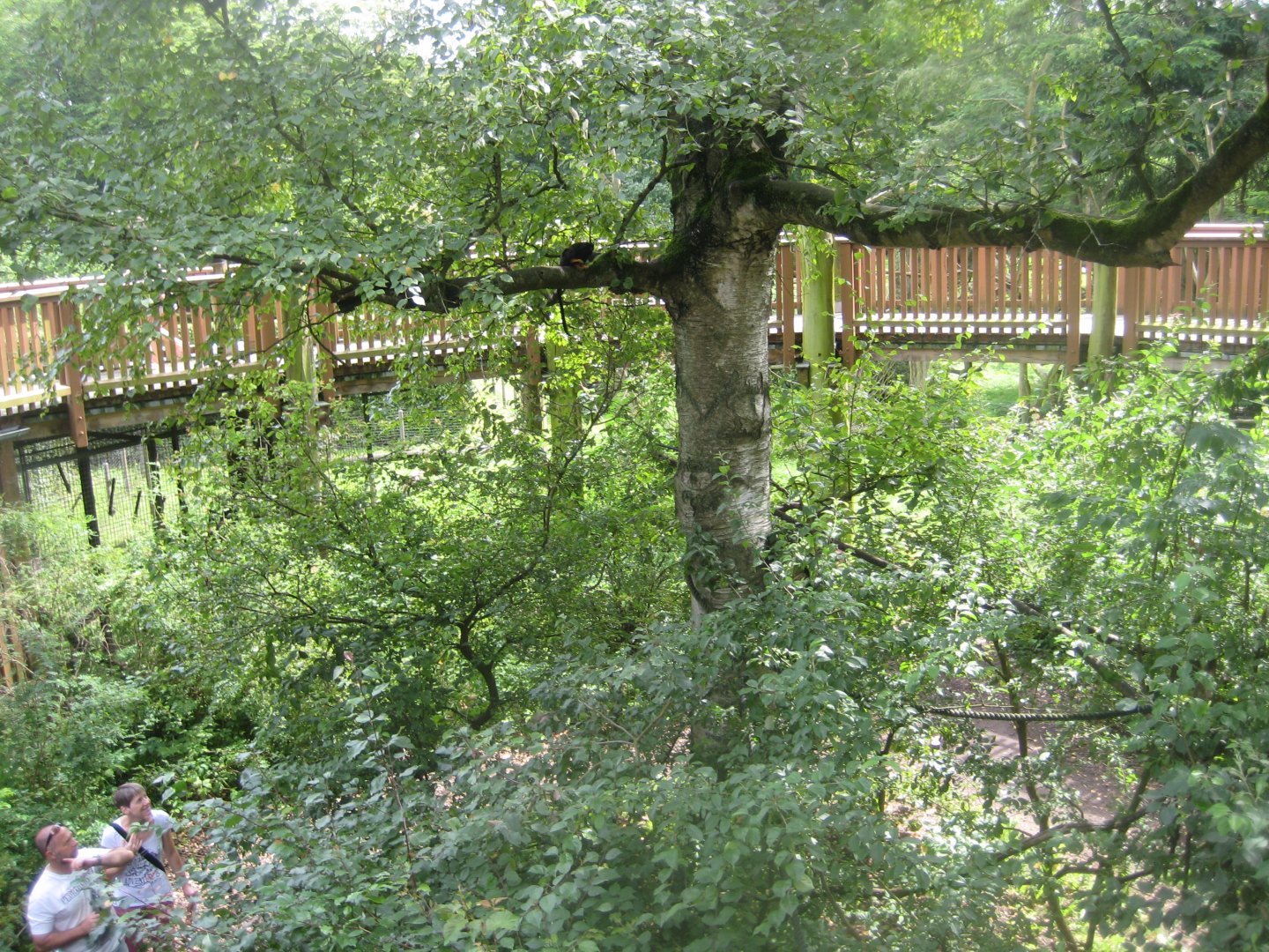Rostock Zoo - Red-handed tamarin exhibit