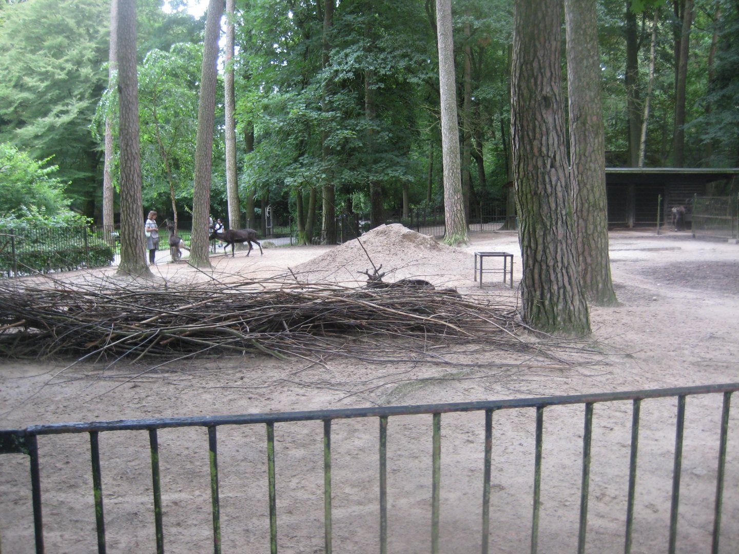 Rostock Zoo - Reindeer exhibit