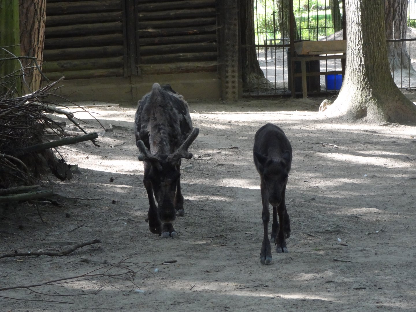 Rostock Zoo - Reindeer