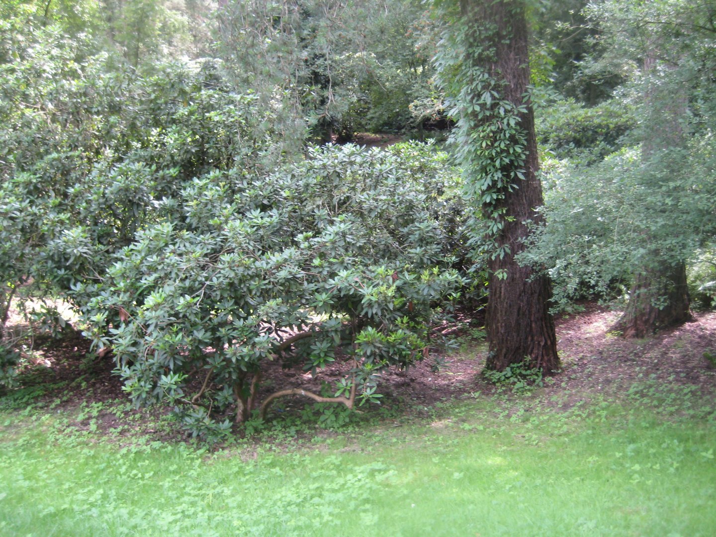 Rostock Zoo - "Rhododendron grove"