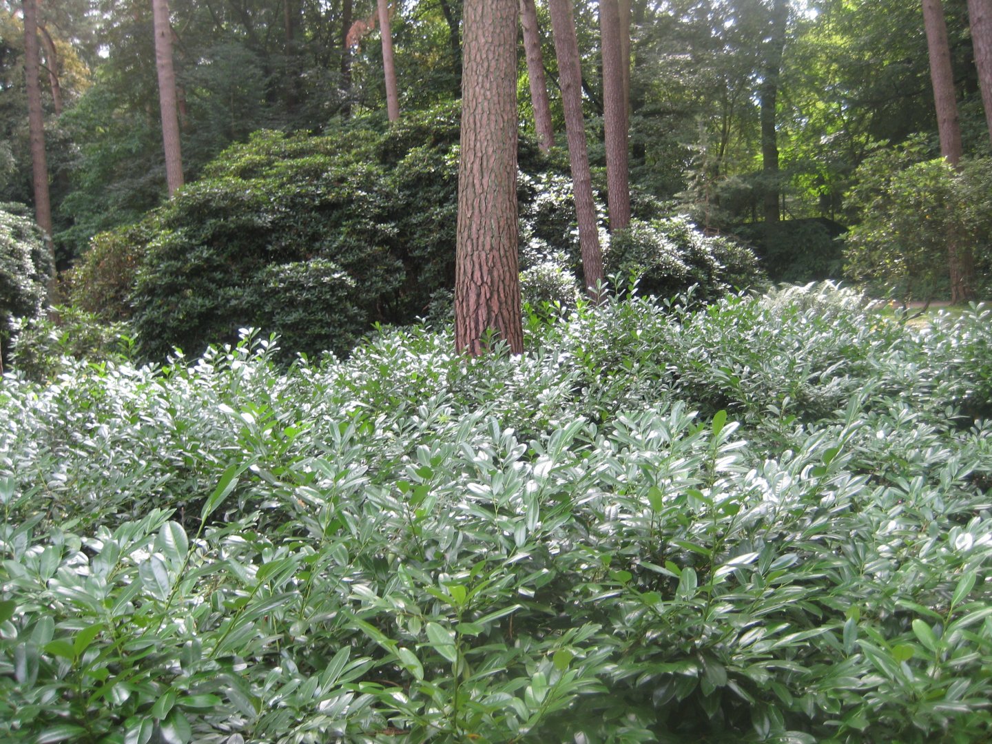 Rostock Zoo - "Rhododendron grove"