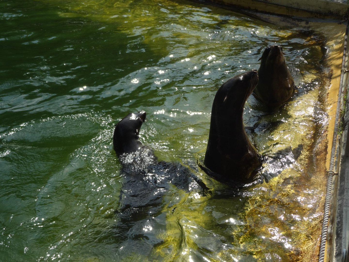 Rostock Zoo - Sea Lions
