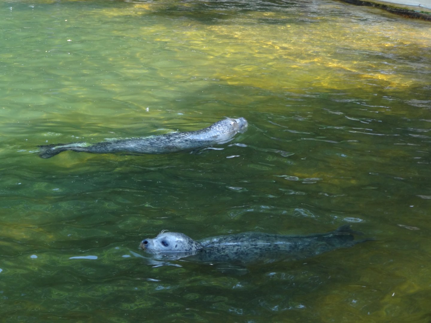 Rostock Zoo - Seals