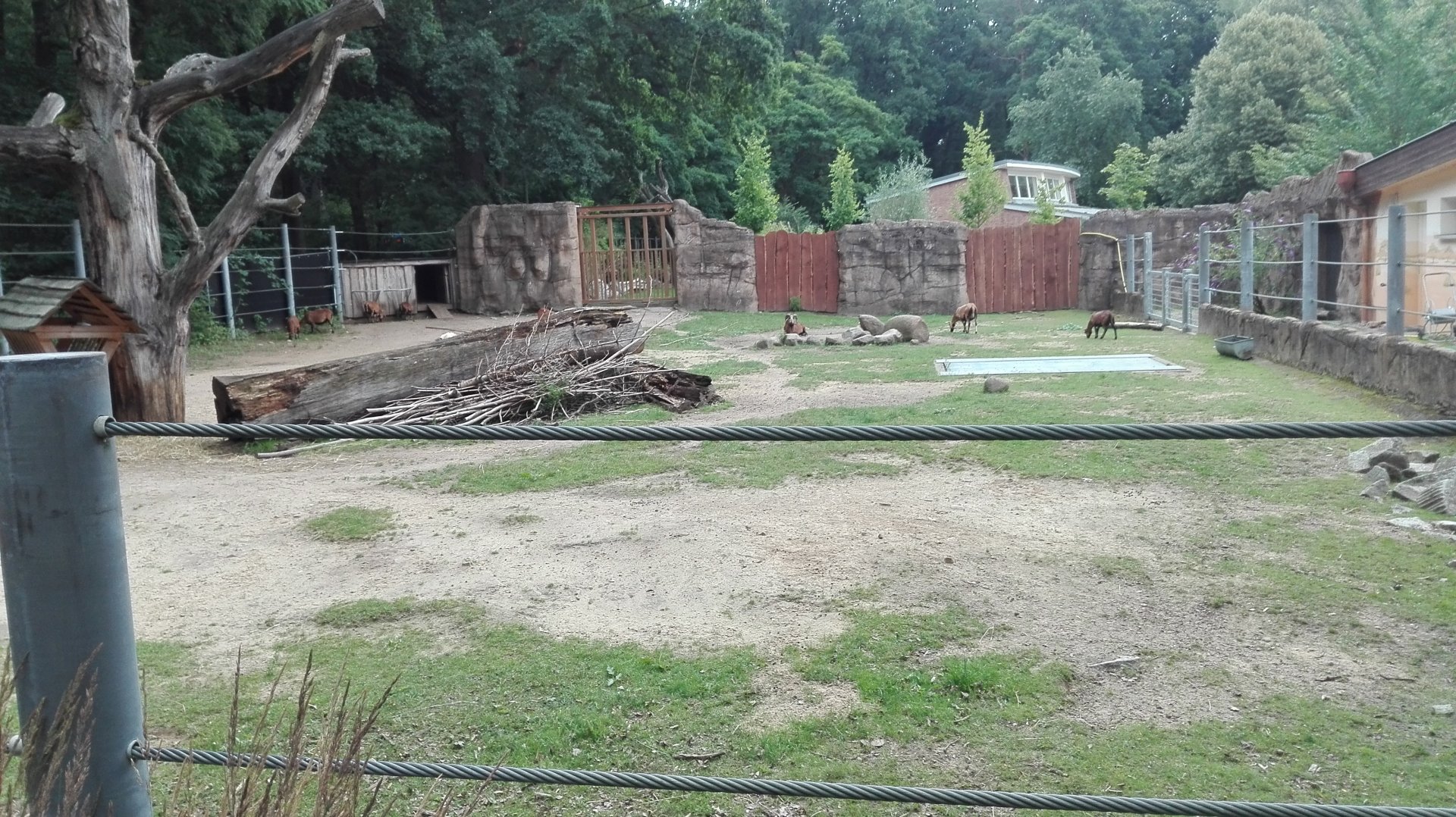 Rostock Zoo - Sheep exhibit