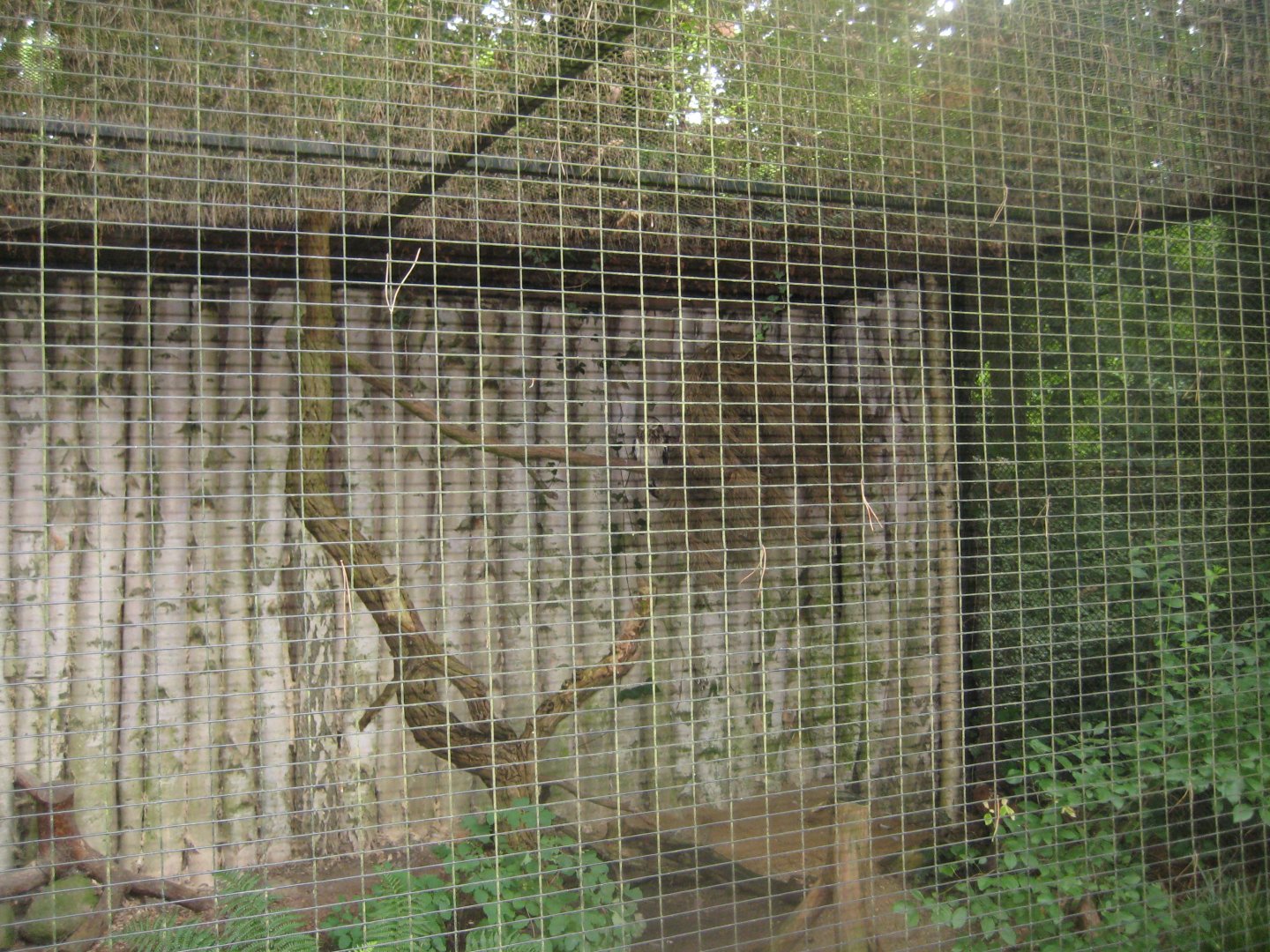 Rostock Zoo - Short-eared owl aviary