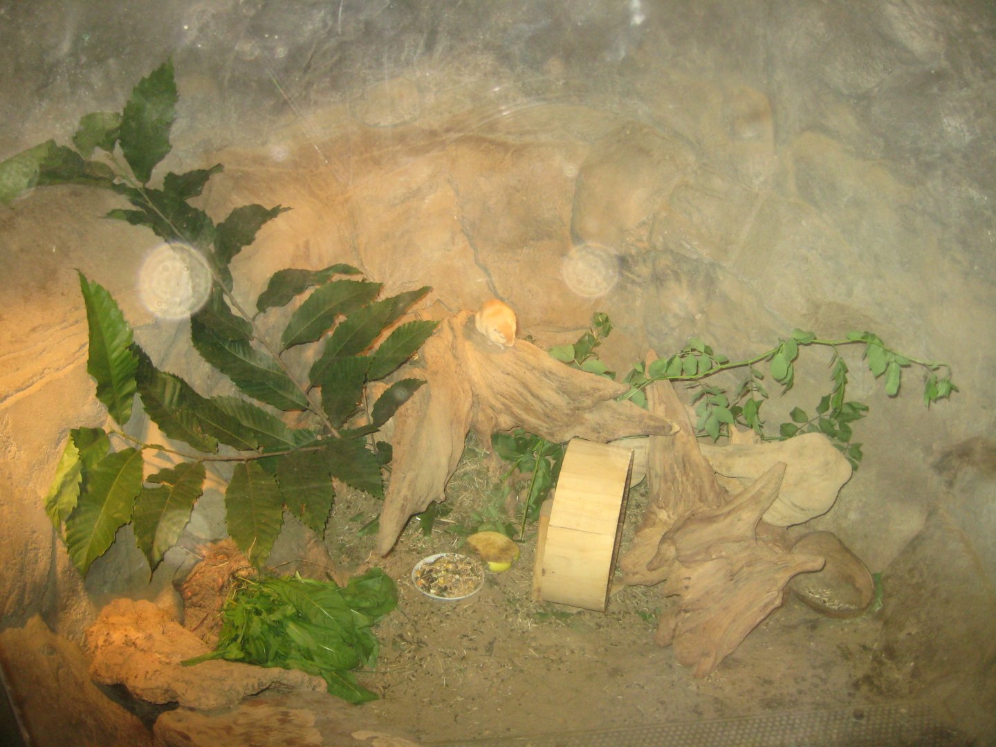 Rostock Zoo - Snow leopard rocks - Gerbil exhibit