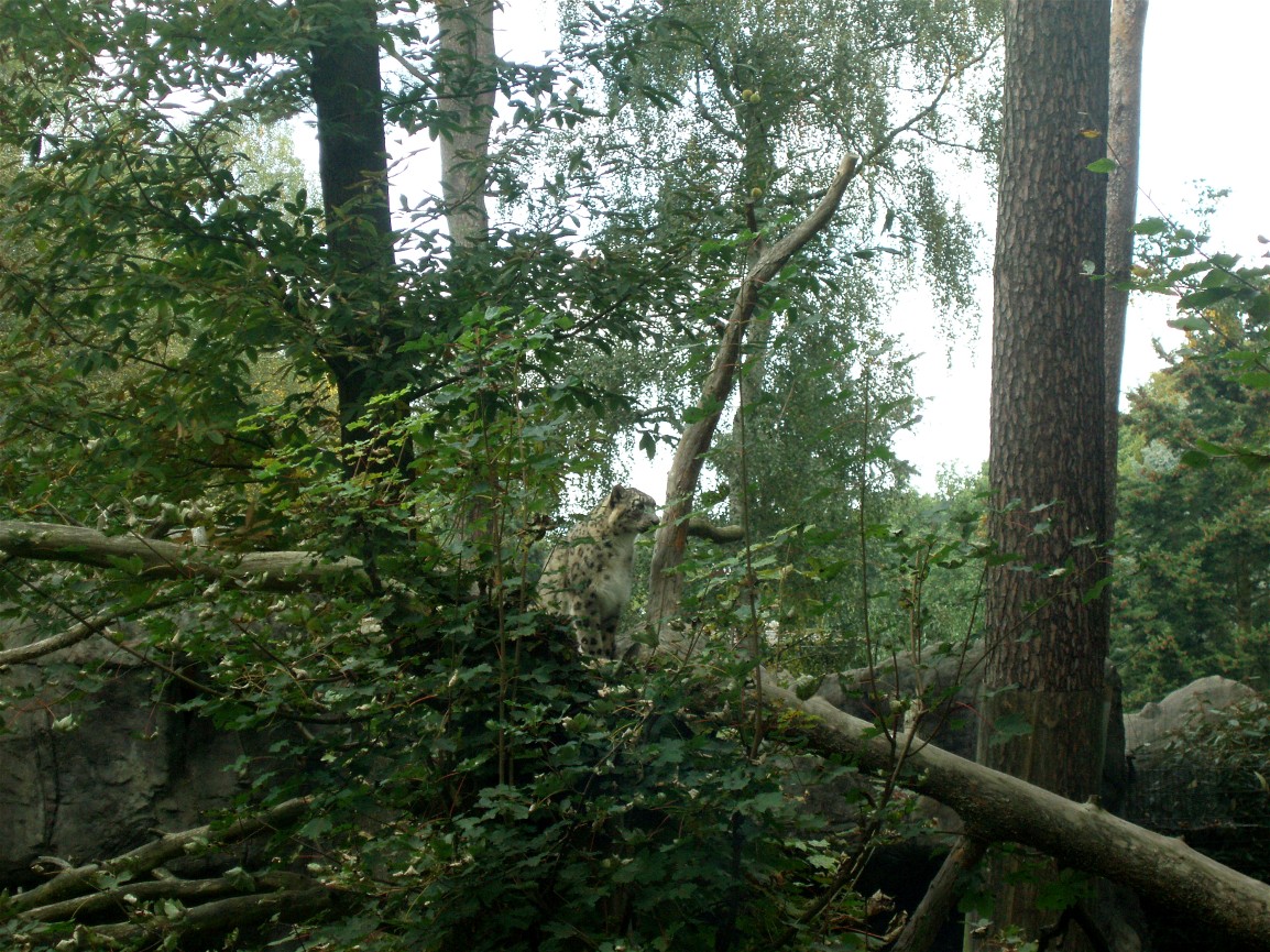 Rostock Zoo - Snow leopard