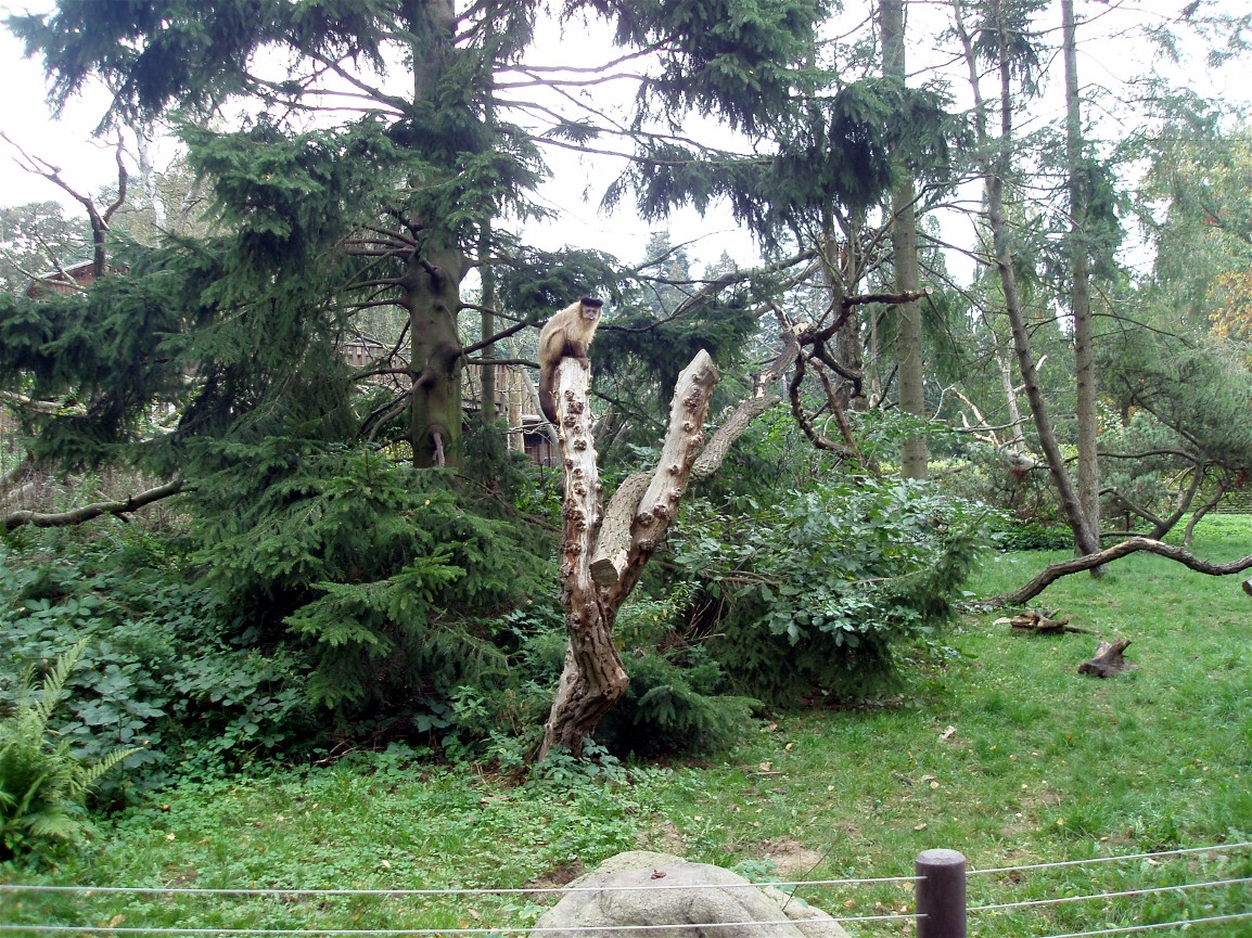 Rostock Zoo - South America exhibit
