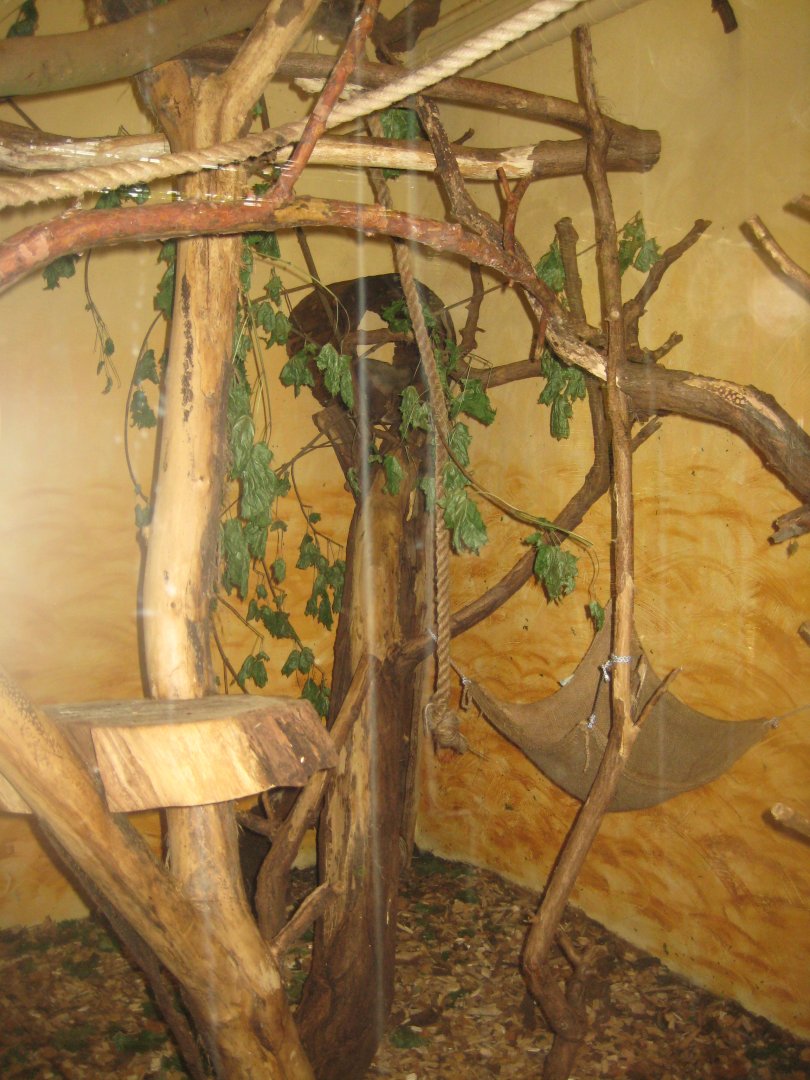 Rostock Zoo - South America house - Kinkajou exhibit