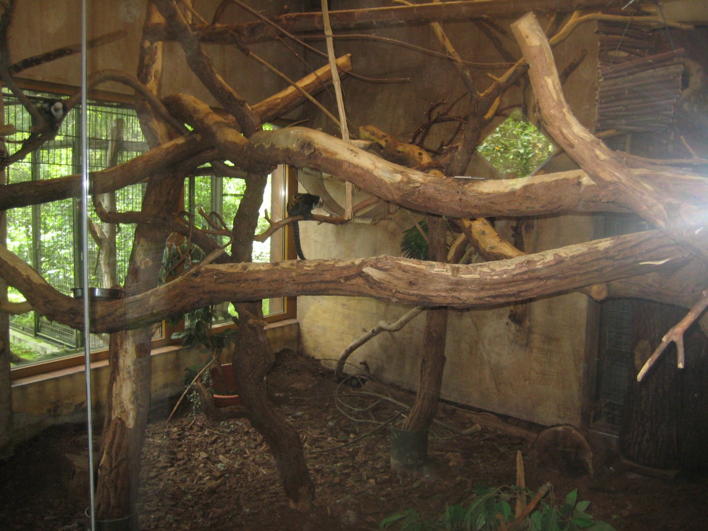 Rostock Zoo - South America house - Marmoset exhibit