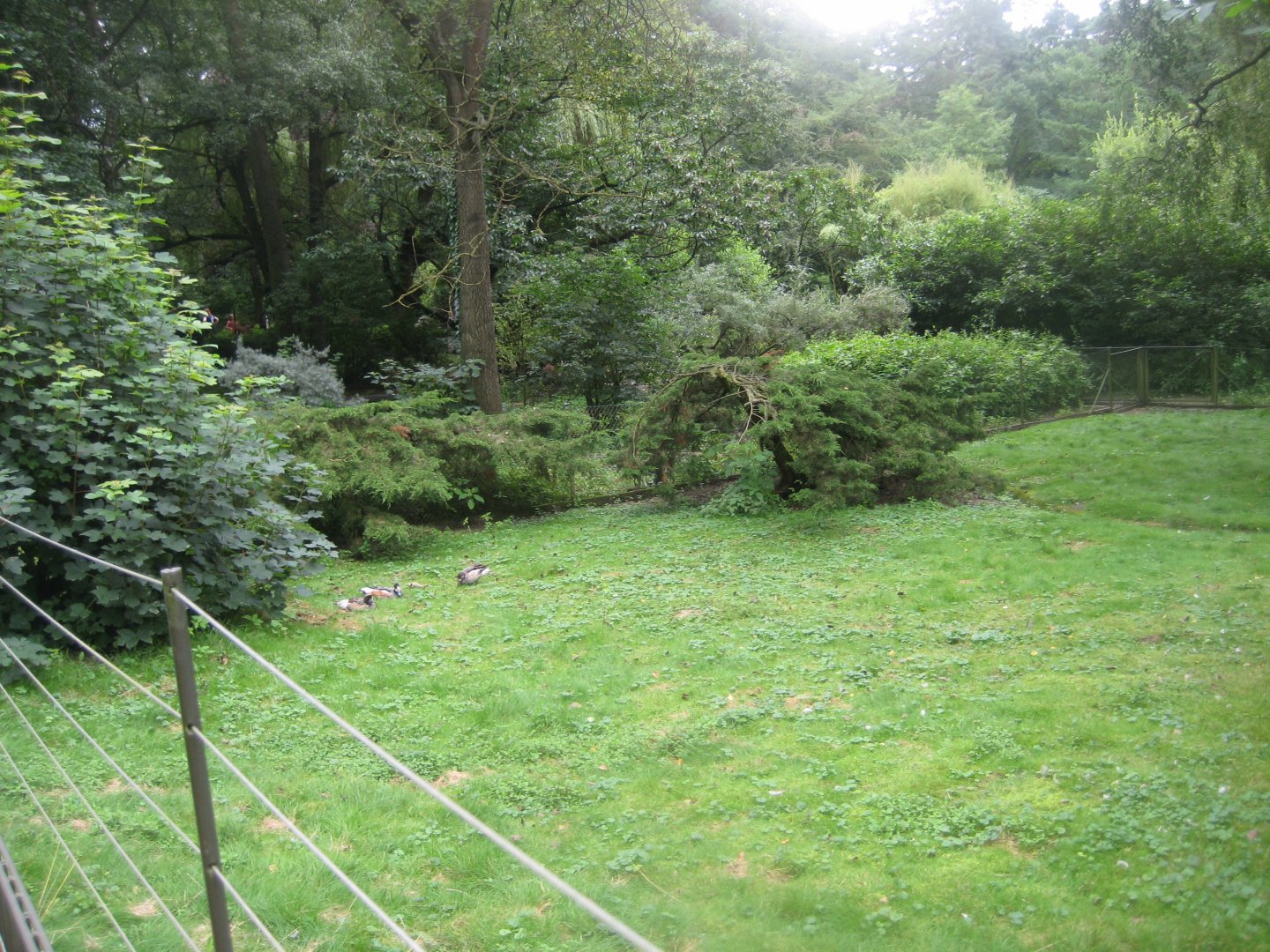Rostock Zoo - South American duck exhibit