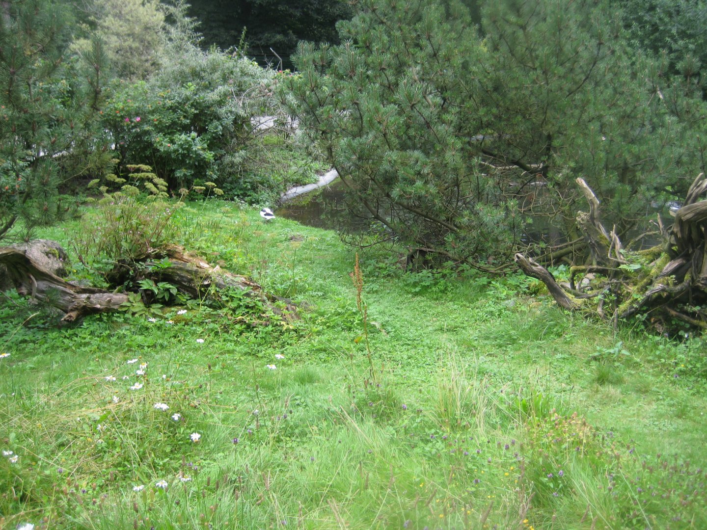 Rostock Zoo - South American duck exhibit