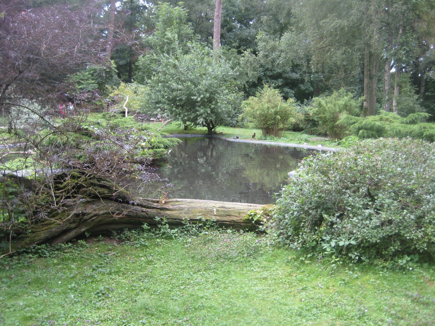 Rostock Zoo - South American duck exhibit