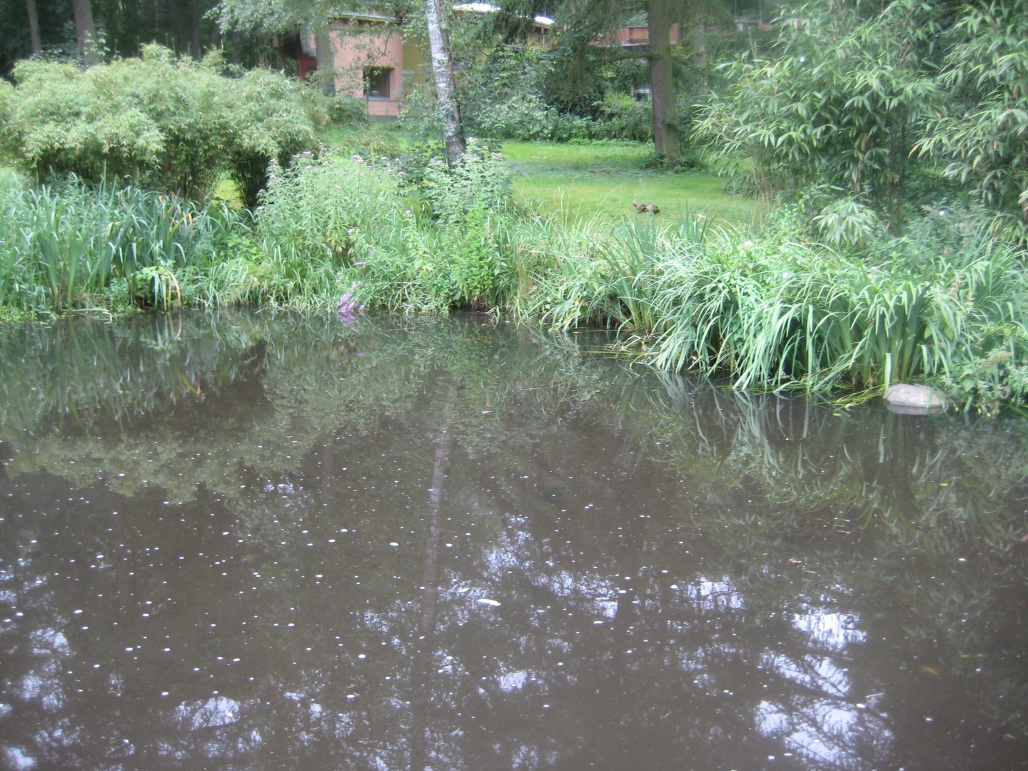 Rostock Zoo - South American duck exhibit