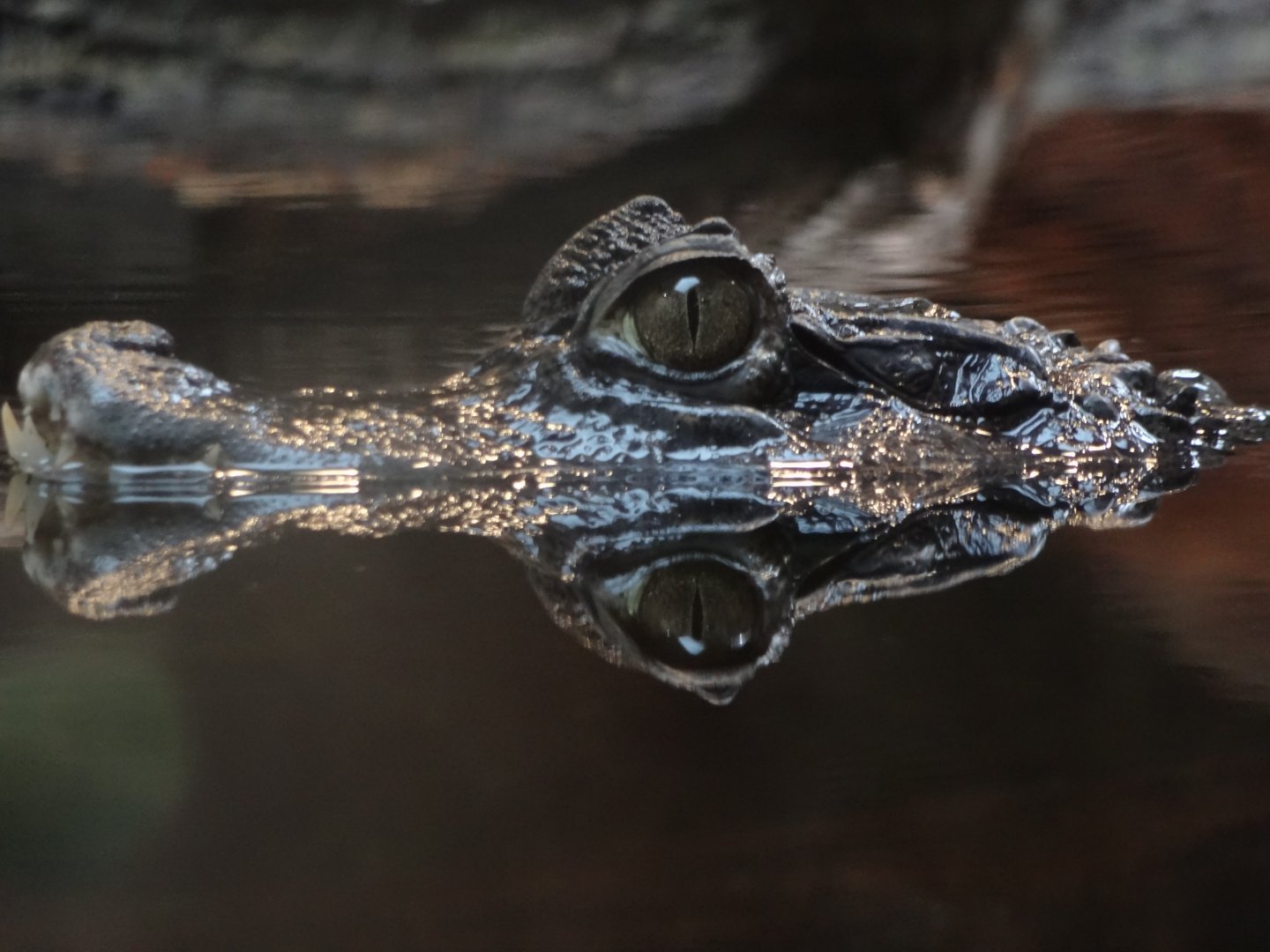 Rostock Zoo - SPECTACLED CAIMAN