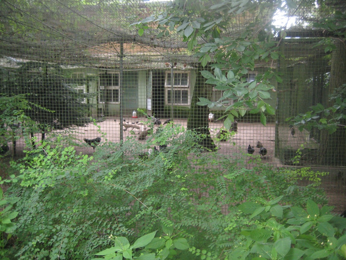 Rostock Zoo - Transformation house - Chicken aviary #1