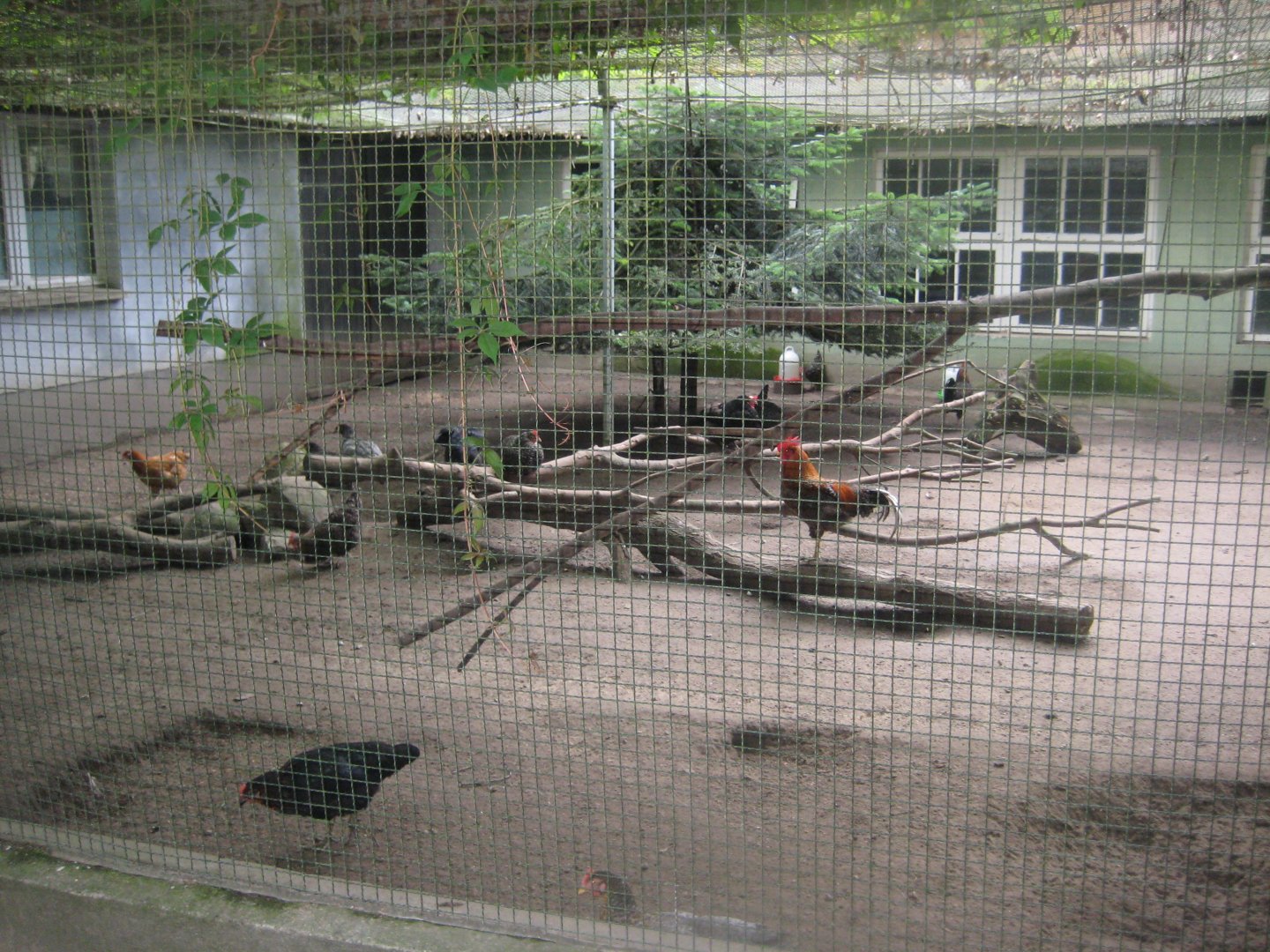 Rostock Zoo - Transformation house - Chicken aviary #2