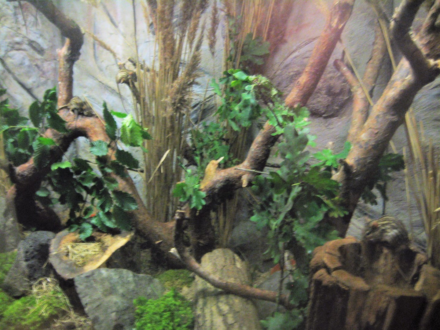 Rostock Zoo - Transformation house - Grass mouse exhibit