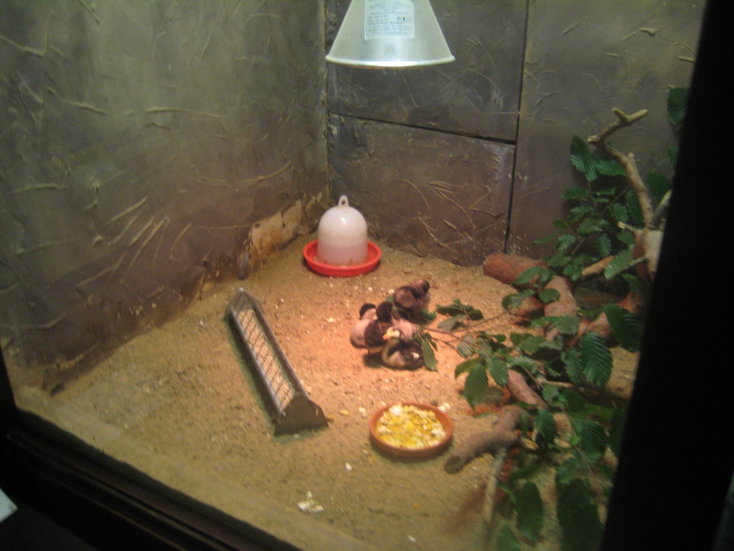 Rostock Zoo - Transformation house - Hatchling exhibit